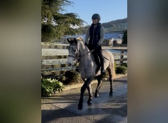 Connemara, Merrie, 4 Jaar, 148 cm, Schimmel