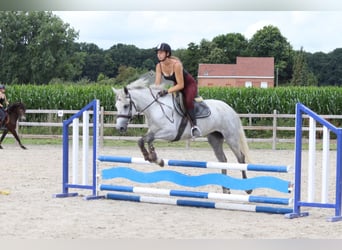 Connemara, Merrie, 4 Jaar, 150 cm, Blauwschimmel