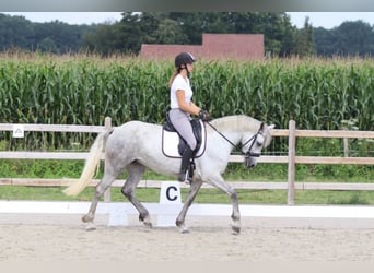 Connemara, Merrie, 4 Jaar, 150 cm, Blauwschimmel