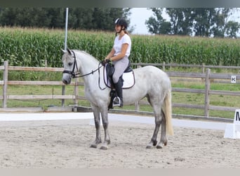 Connemara, Merrie, 4 Jaar, 150 cm, Blauwschimmel