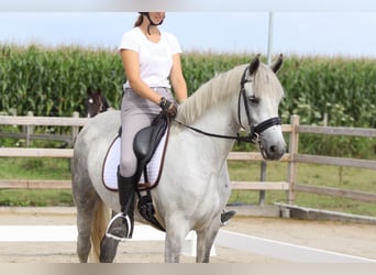 Connemara, Merrie, 4 Jaar, 150 cm, Blauwschimmel
