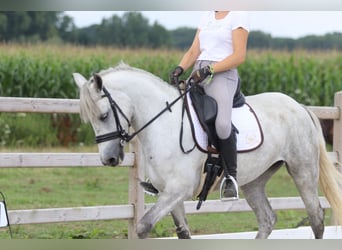Connemara, Merrie, 4 Jaar, 150 cm, Blauwschimmel
