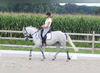 Connemara, Merrie, 4 Jaar, 150 cm, Blauwschimmel