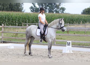 Connemara, Merrie, 4 Jaar, 150 cm, Blauwschimmel