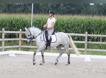 Connemara, Merrie, 4 Jaar, 150 cm, Blauwschimmel