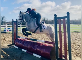 Connemara, Merrie, 4 Jaar, 150 cm, Schimmel