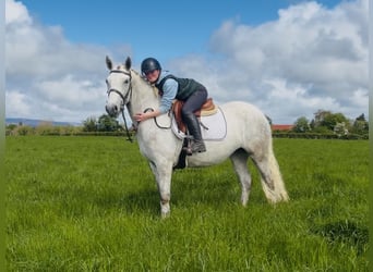 Connemara, Merrie, 4 Jaar, 151 cm, Schimmel
