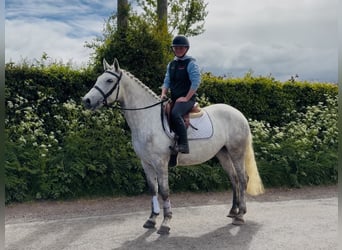 Connemara, Merrie, 4 Jaar, 151 cm, Schimmel