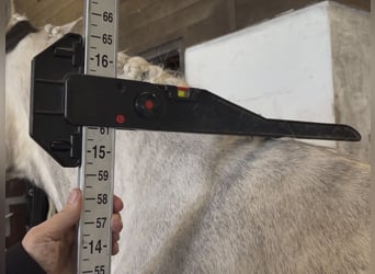 Connemara, Merrie, 4 Jaar, 151 cm, Schimmel