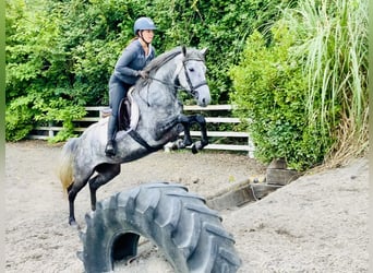 Connemara, Merrie, 4 Jaar, 152 cm, Appelschimmel