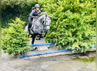 Connemara, Merrie, 4 Jaar, 152 cm, Appelschimmel