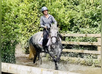 Connemara, Merrie, 4 Jaar, 152 cm, Appelschimmel
