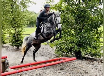 Connemara, Merrie, 4 Jaar, 152 cm, Appelschimmel