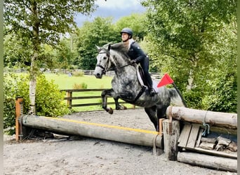 Connemara, Merrie, 4 Jaar, 152 cm, Appelschimmel