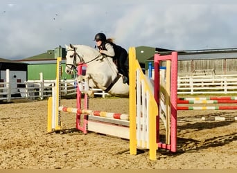 Connemara, Merrie, 4 Jaar, 152 cm, Schimmel