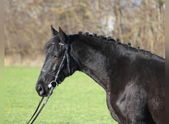 Connemara, Merrie, 4 Jaar, 152 cm, Zwart