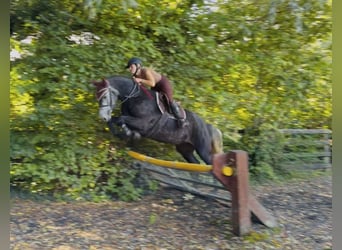 Connemara, Merrie, 4 Jaar, 153 cm, Schimmel