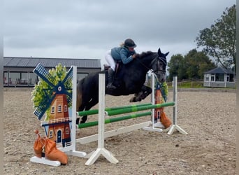 Connemara, Merrie, 4 Jaar, 153 cm, Schimmel