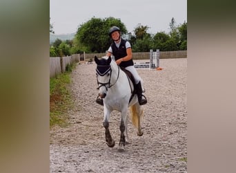 Connemara, Merrie, 4 Jaar, 153 cm, Wit
