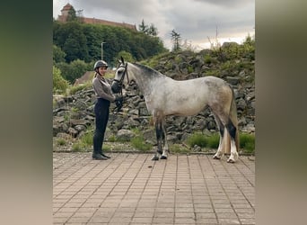 Connemara, Merrie, 4 Jaar, 154 cm, Brown Falb schimmel