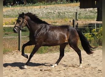 Connemara, Merrie, 4 Jaar, 155 cm, Brown Falb schimmel