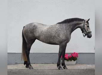 Connemara, Merrie, 4 Jaar, 156 cm, Blauwschimmel