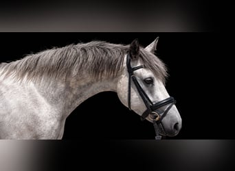 Connemara, Merrie, 4 Jaar, 158 cm