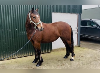 Connemara, Merrie, 5 Jaar, 144 cm, Bruin