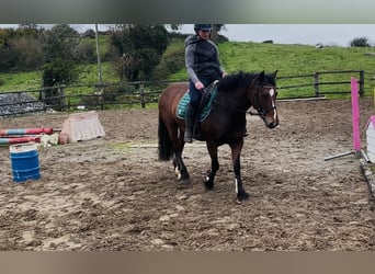 Connemara, Merrie, 5 Jaar, 144 cm, Bruin