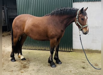 Connemara, Merrie, 5 Jaar, 144 cm, Bruin