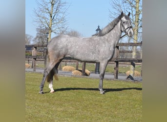 Connemara, Merrie, 5 Jaar, 145 cm, Appelschimmel