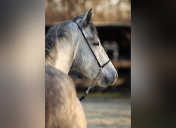 Connemara, Merrie, 5 Jaar, 145 cm, Appelschimmel