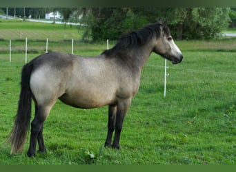 Connemara, Merrie, 5 Jaar, 145 cm, Brown Falb schimmel