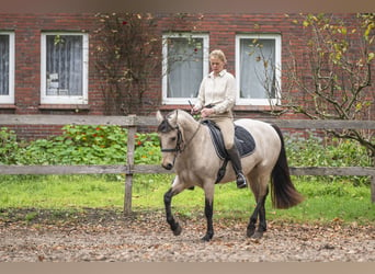 Connemara, Merrie, 5 Jaar, 145 cm, Falbe