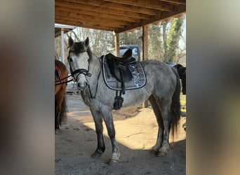 Connemara, Merrie, 5 Jaar, 146 cm, Appelschimmel