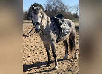 Connemara, Merrie, 5 Jaar, 146 cm, Appelschimmel