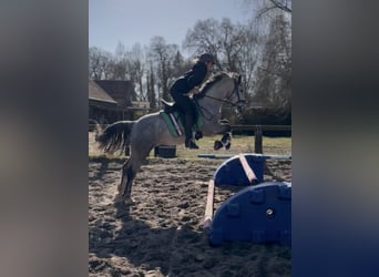 Connemara, Merrie, 5 Jaar, 146 cm, Appelschimmel