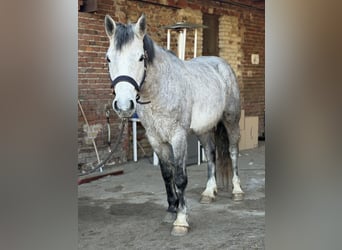 Connemara, Merrie, 5 Jaar, 146 cm, Appelschimmel