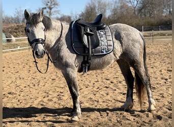 Connemara, Merrie, 5 Jaar, 146 cm, Appelschimmel