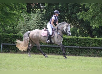 Connemara, Merrie, 5 Jaar, 147 cm, Appelschimmel
