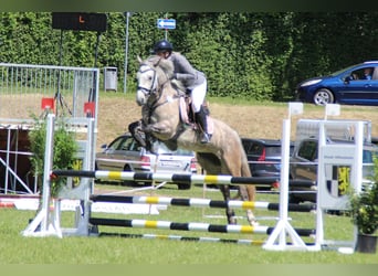 Connemara, Merrie, 5 Jaar, 147 cm, Appelschimmel