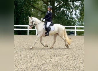 Connemara, Merrie, 5 Jaar, 147 cm, Cremello