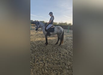 Connemara, Merrie, 5 Jaar, 147 cm, Schimmel