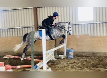 Connemara, Merrie, 5 Jaar, 148 cm, Appelschimmel