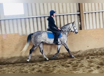 Connemara, Merrie, 5 Jaar, 148 cm, Appelschimmel