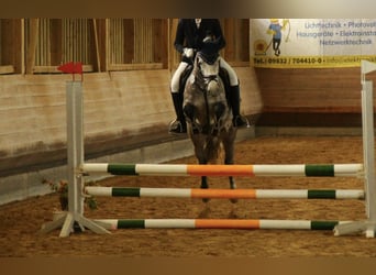 Connemara, Merrie, 5 Jaar, 149 cm, Appelschimmel