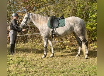 Connemara, Merrie, 5 Jaar, 150 cm, Appelschimmel