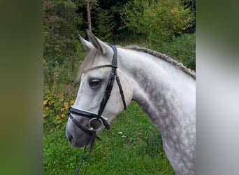 Connemara, Merrie, 5 Jaar, 150 cm, Appelschimmel