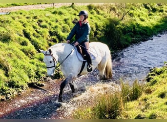 Connemara, Merrie, 5 Jaar, 152 cm, Schimmel