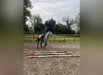 Connemara, Merrie, 5 Jaar, 153 cm, Schimmel